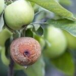 bad apples